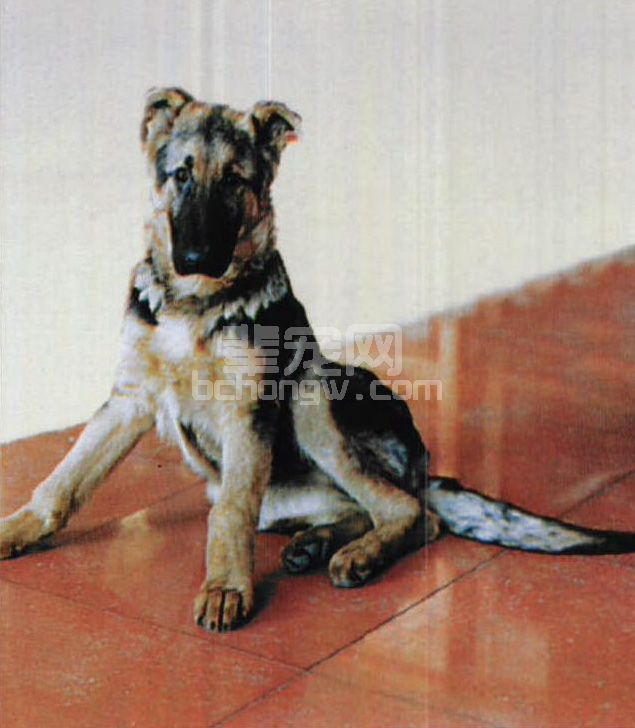 图2-2 后肢麻痹的神经型犬瘟热患犬
