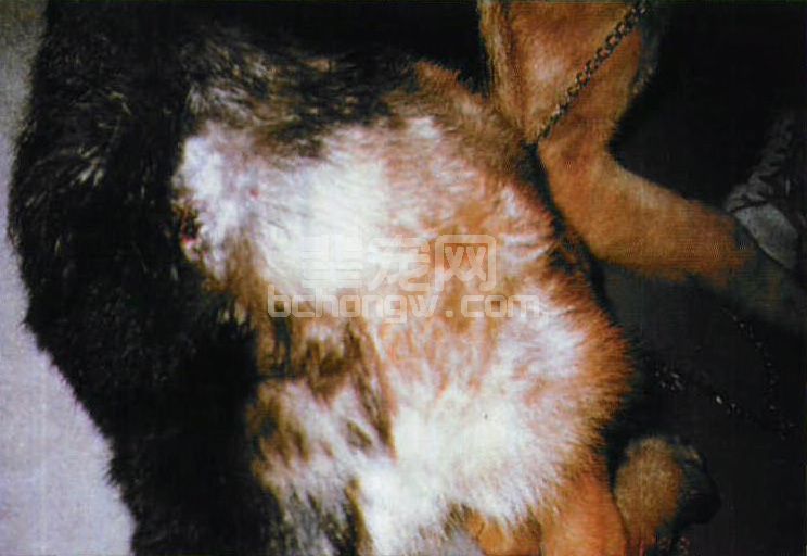 图2-9 犬的疥螨病