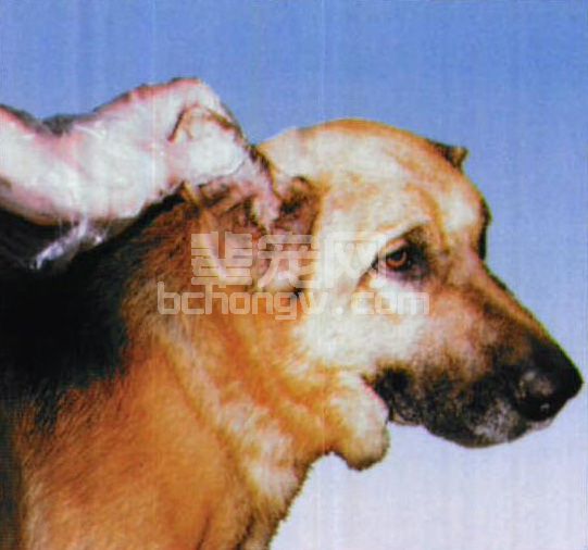 图2-10 犬耳痒螨