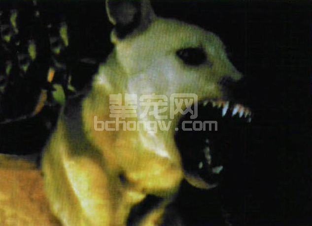 图2-17 狂犬病病犬临床狂躁期