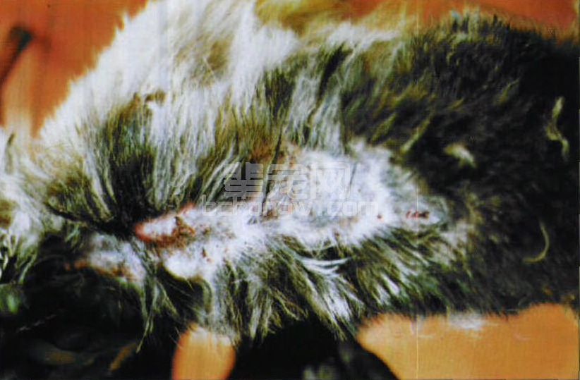 图2-11 脂溢性皮炎(皮肤型)