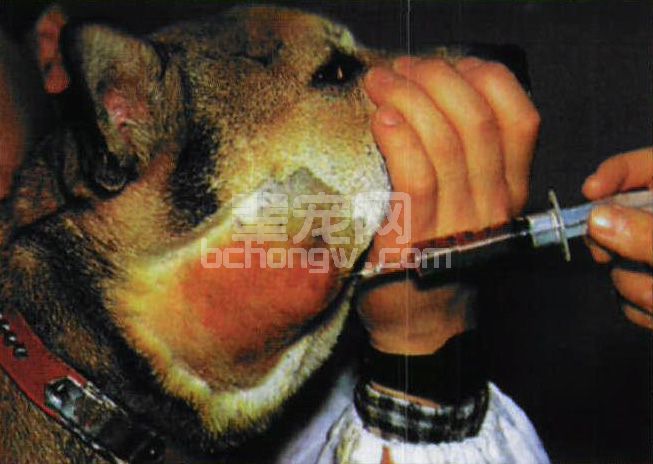 图2-18 犬颈部淋巴肉瘤