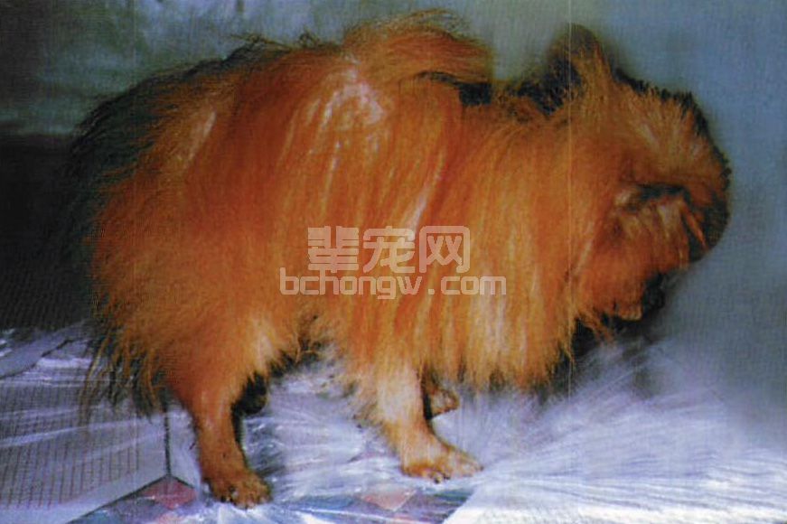 图2-12 雌激素过剩性脱毛