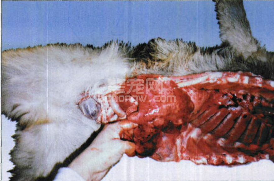 图3-2 肺型犬瘟热患犬肺出血、坏死