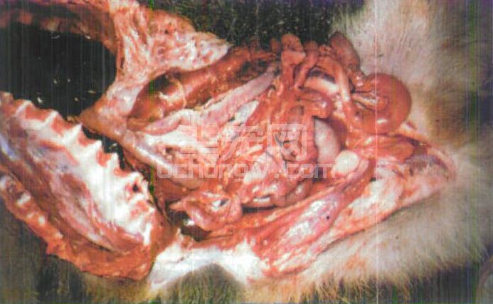 图3-4 犬细小病毒粘膜出血性炎