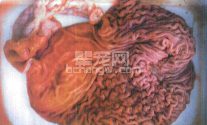 图3-5 犬细小病毒胃粘膜出血