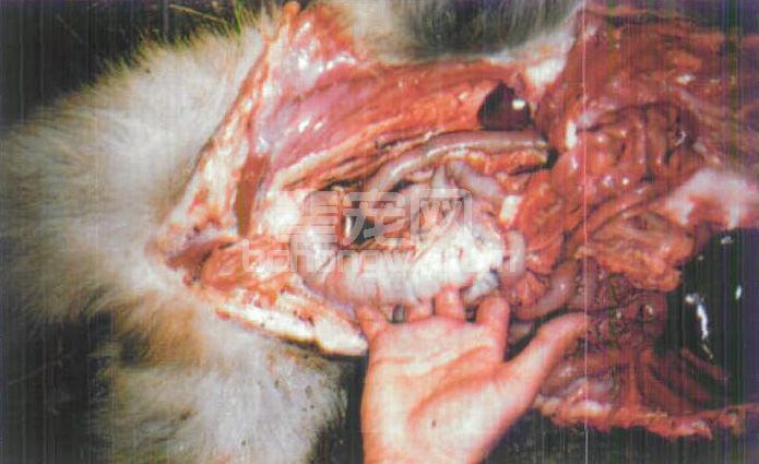 图3-6 犬细小病毒感染小肠出血性炎及后期伴发肠套叠