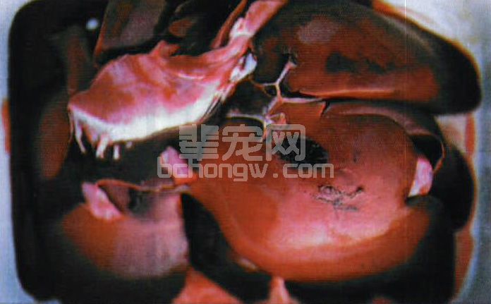 图3-7 犬传染性肝炎的肝脏