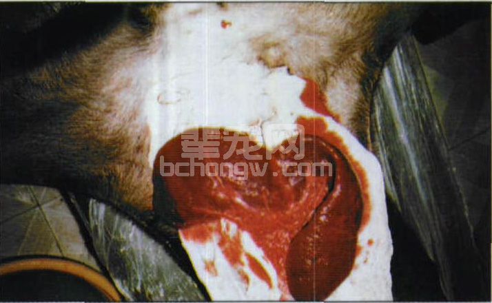 图3-8 白血病患犬肿大的脾脏