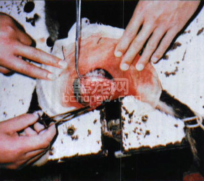 图3-18 肛门腺肿摘除手术