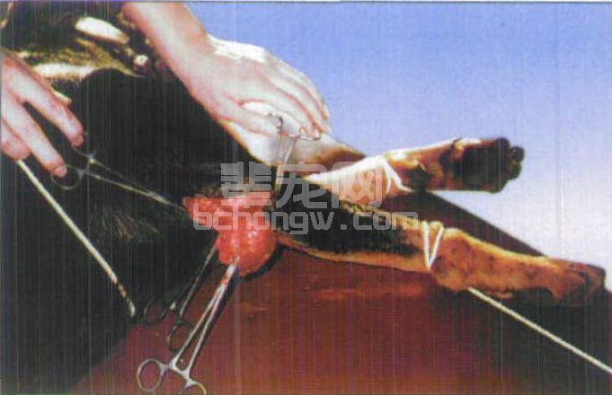 图3-19 犬肘肿手术切除