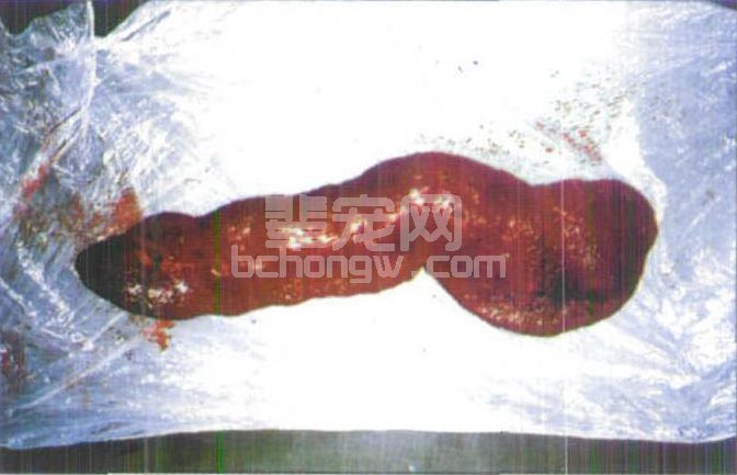 图3-20 自身免疫性溶血性贫血患犬巨脾症摘除的脾脏