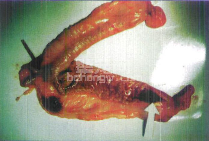 图3-13 犬子宫蓄脓症切除的子宫与卵巢