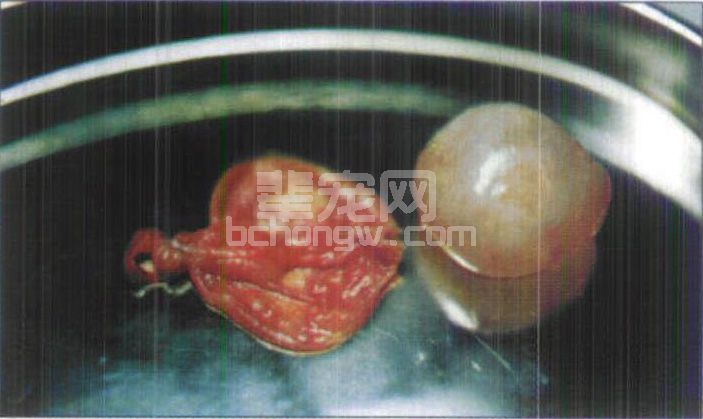 图3-14 犬输卵管囊肿