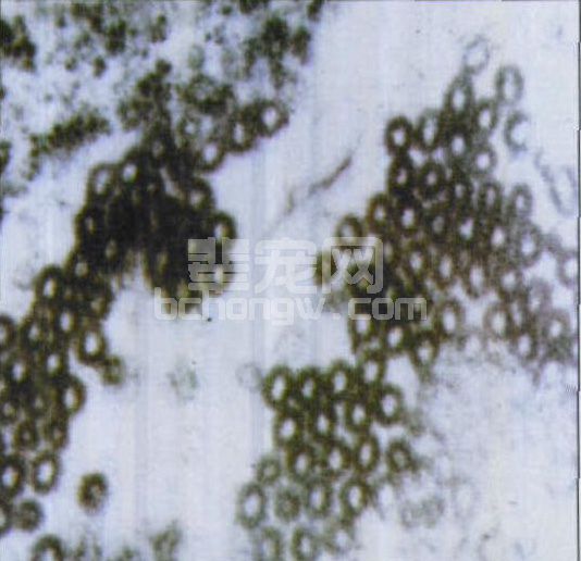 图4-3 狂犬病病毒颗粒