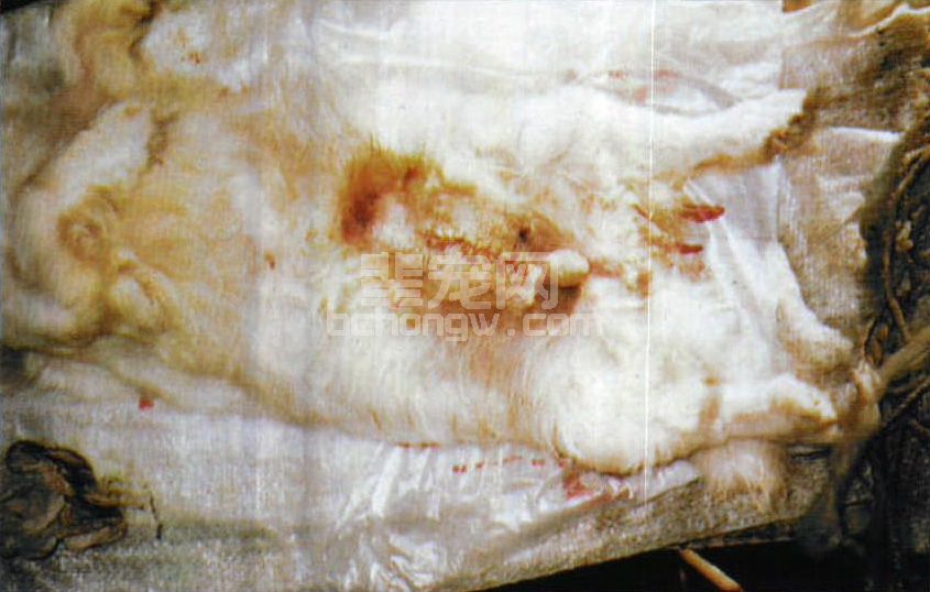 图3-15 京巴犬膀胱结石摘除手术后