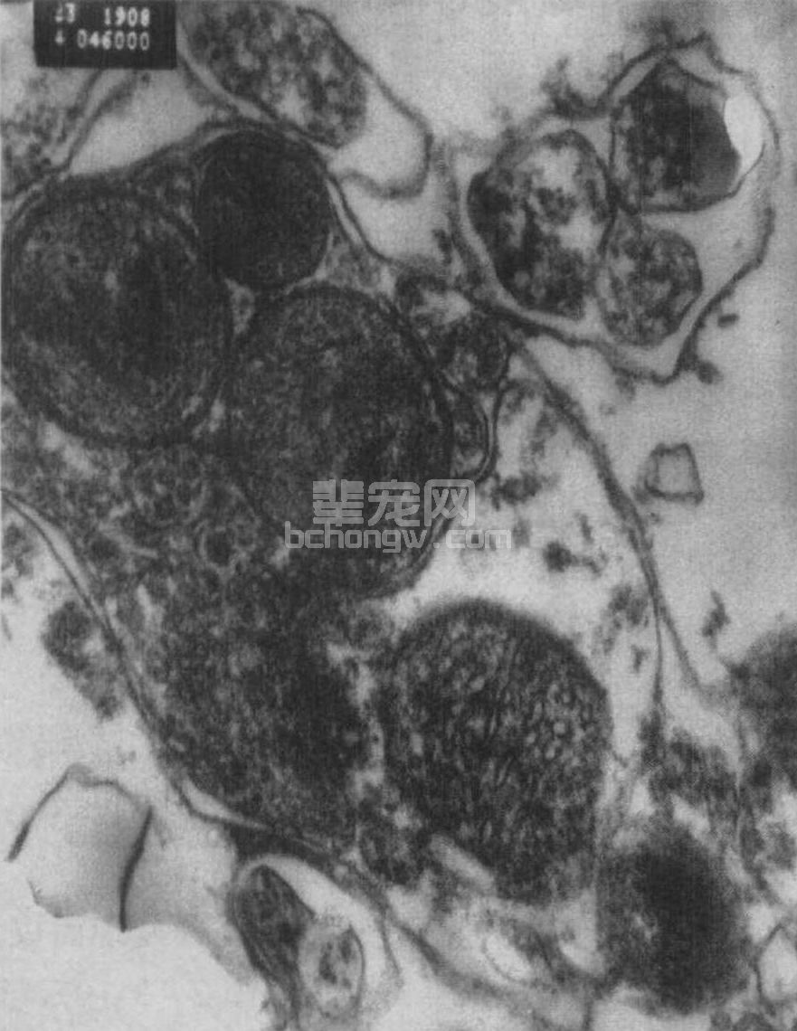 三、各脏器组织的病理变化