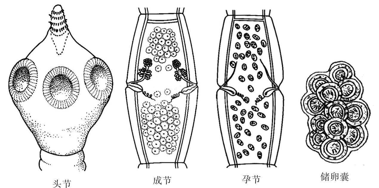 第一节 犬复孔绦虫病