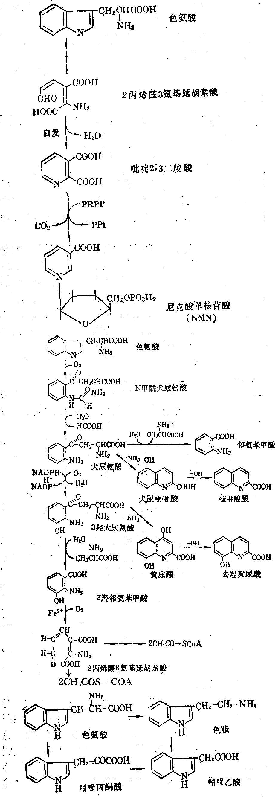 色氨酸及其代谢