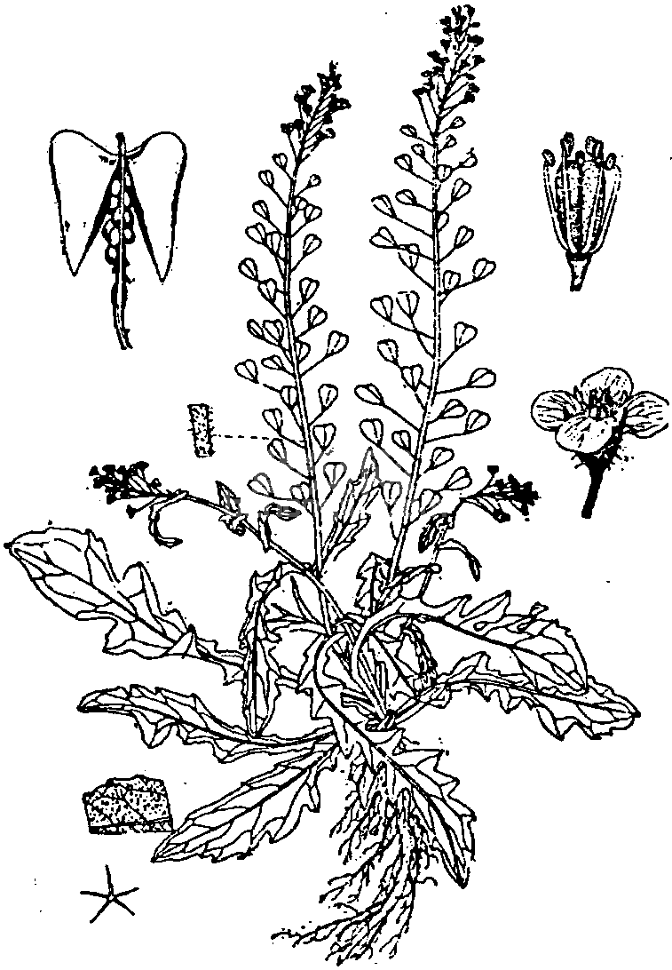 荠菜