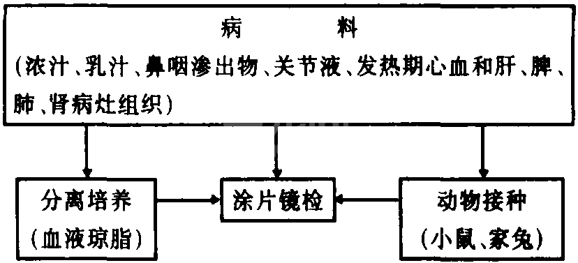 十三、犬链球菌病