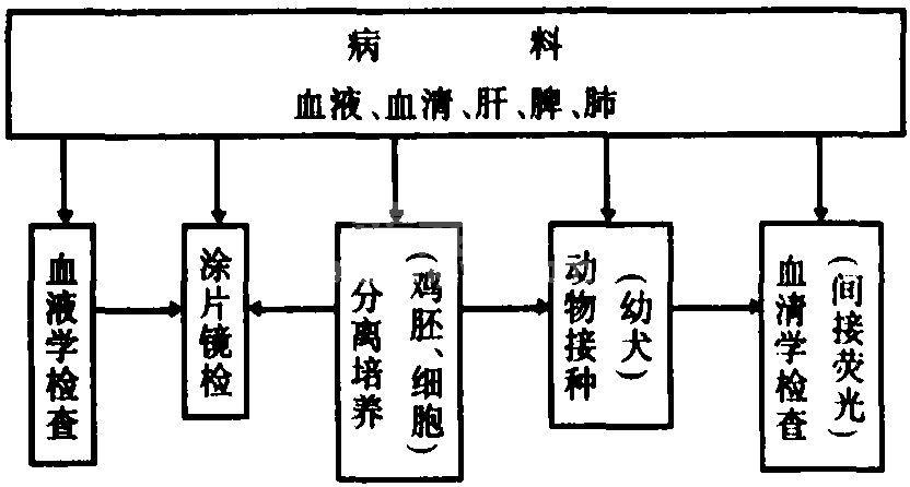 一、犬埃里希氏体病