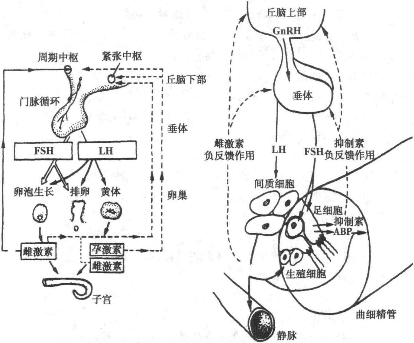 第七节 生殖激素对犬生殖活动的调节作用