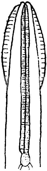 (一)蠕虫病