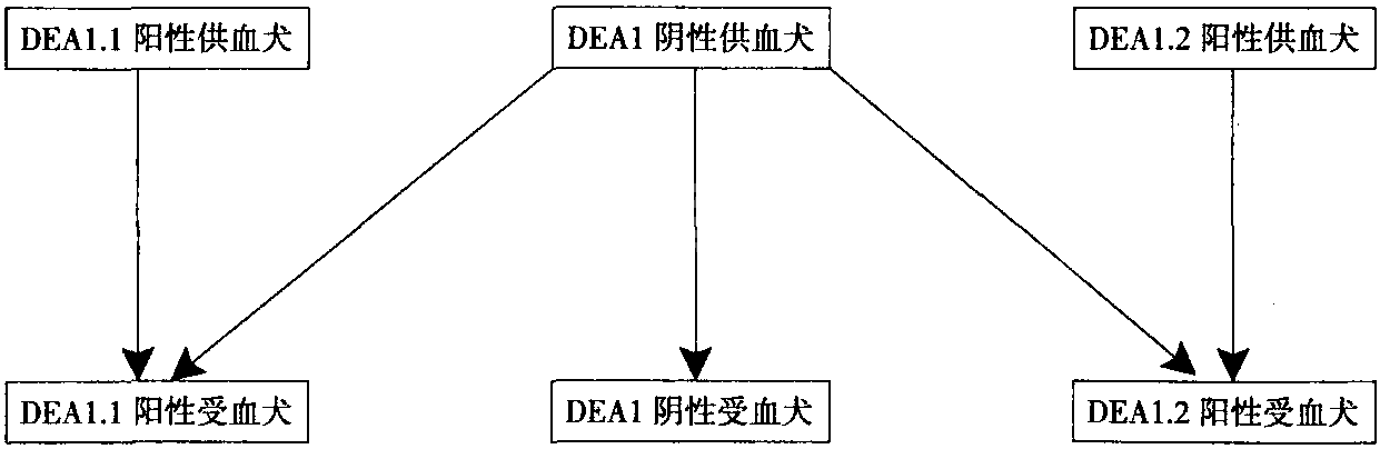 (三) 犬和猫红细胞血型