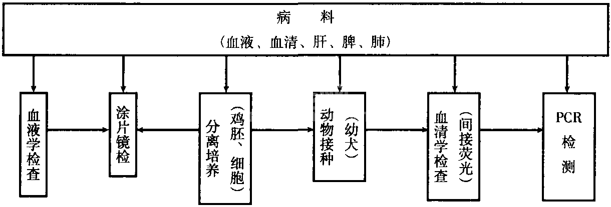 一、犬埃立克体病