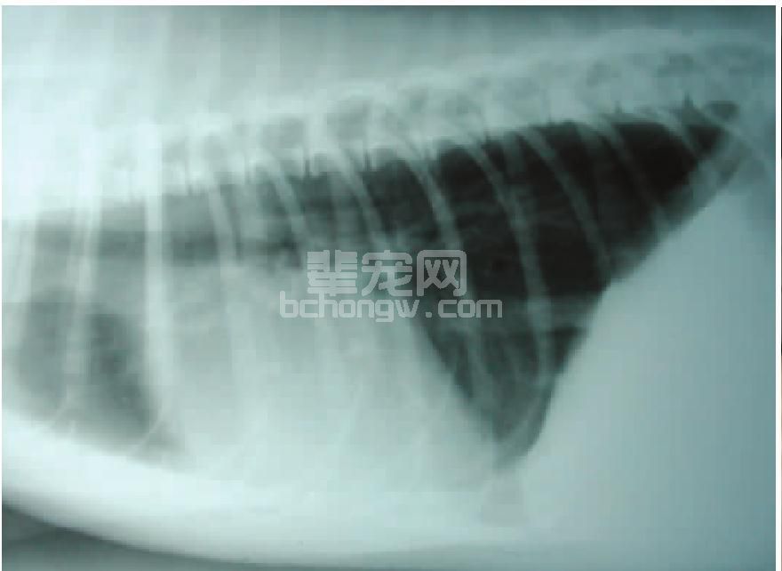 犬结核病