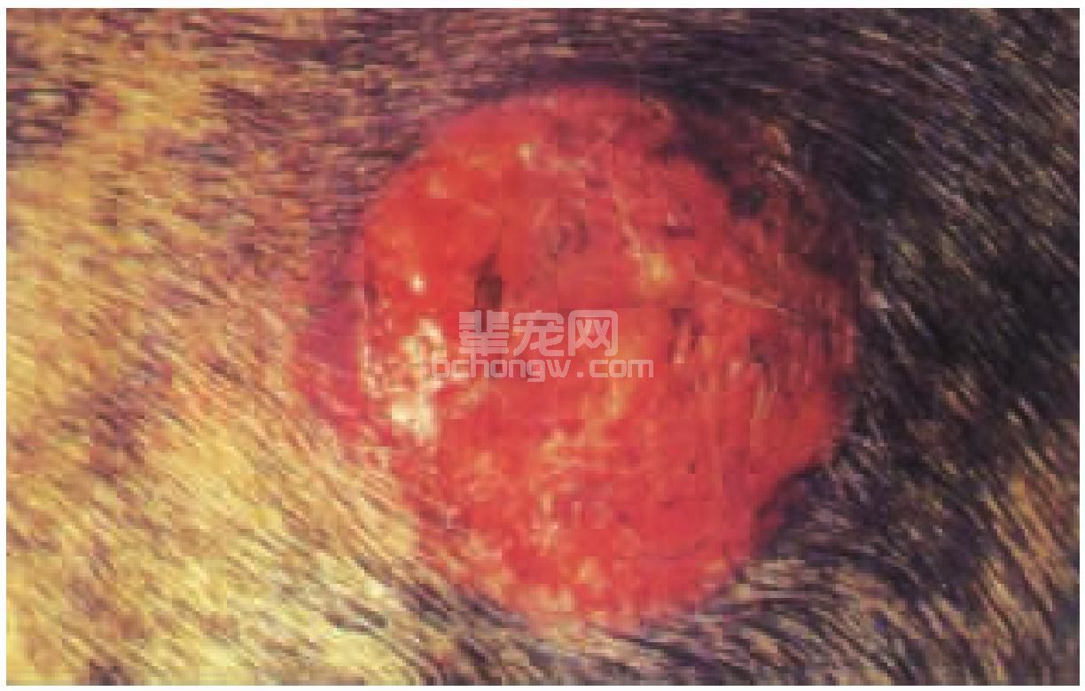 犬皮肤肥大细胞瘤