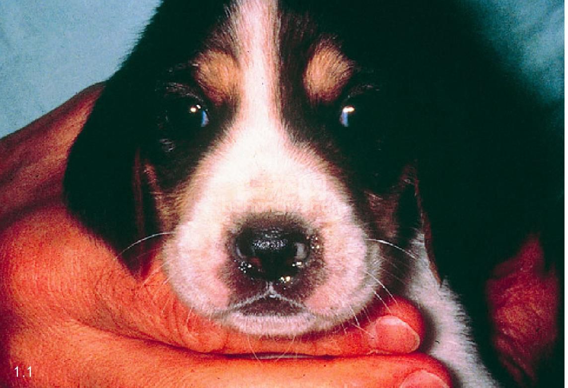 1. 犬博代菌感染