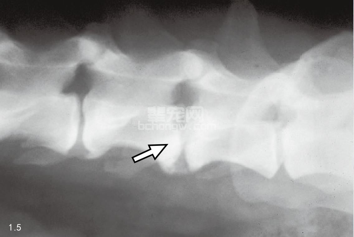 4. 犬布鲁氏杆菌病