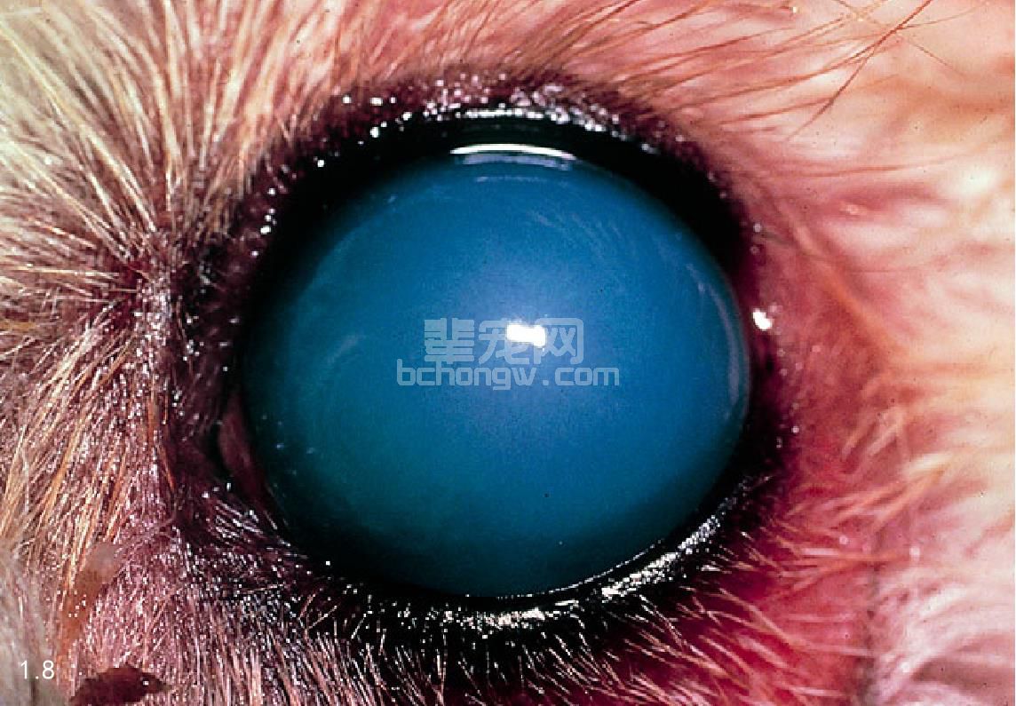 1. 犬传染性肝炎