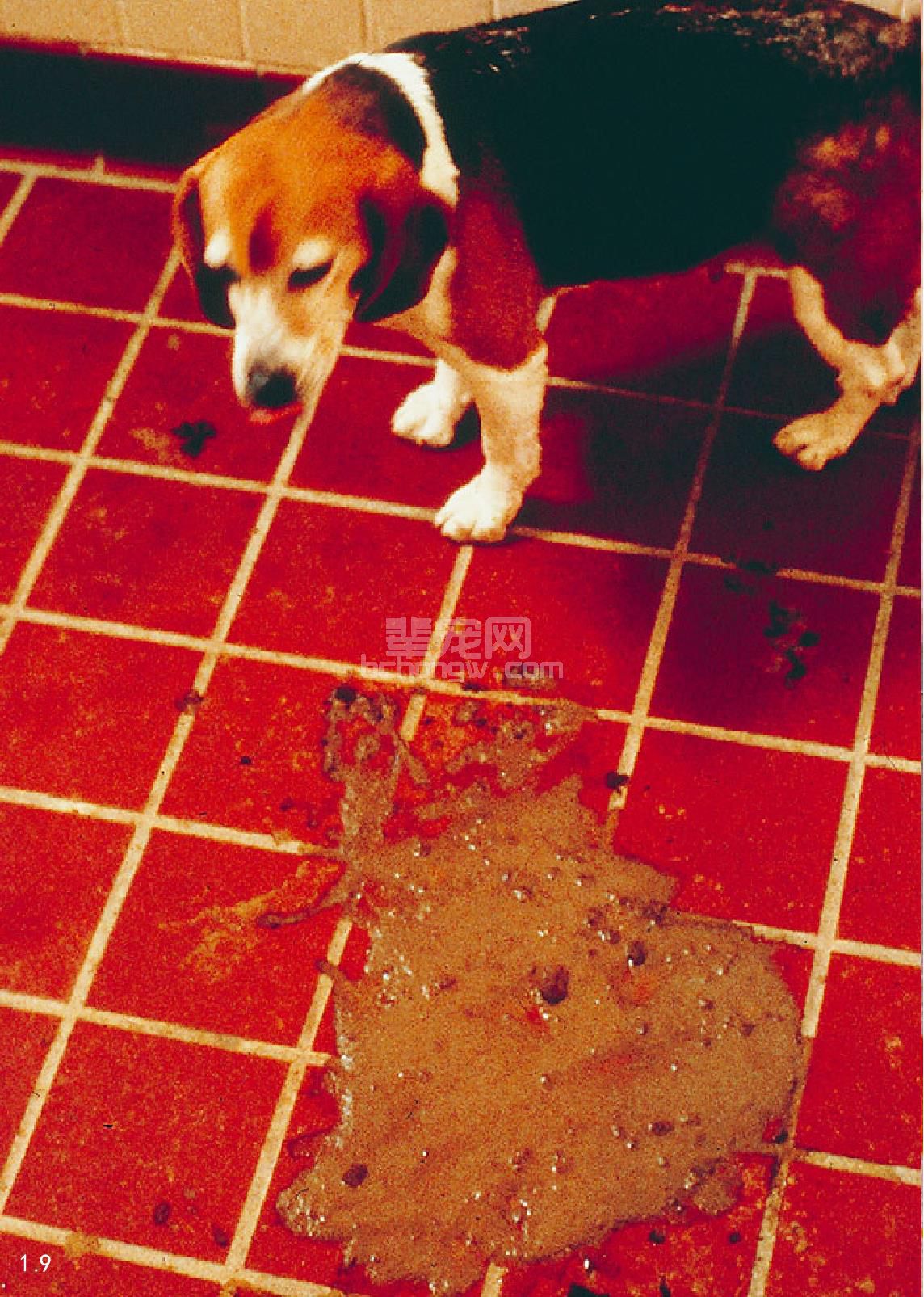 2. 犬的冠状病毒病