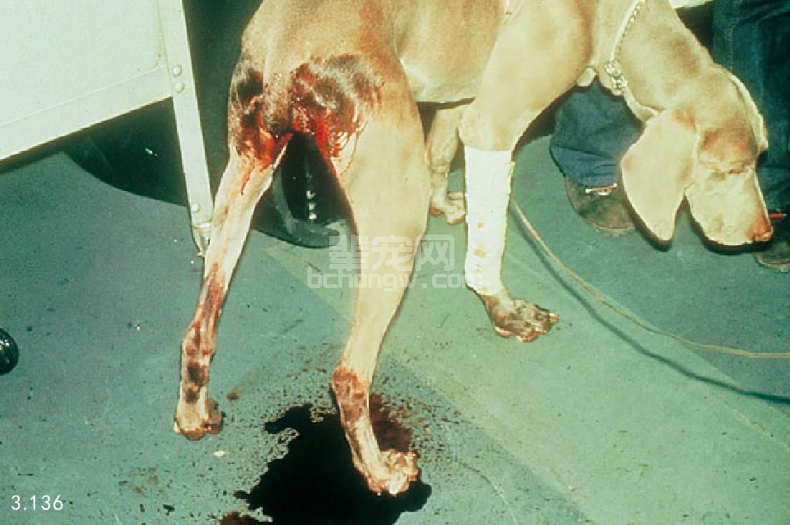 6. 犬出血性胃肠炎