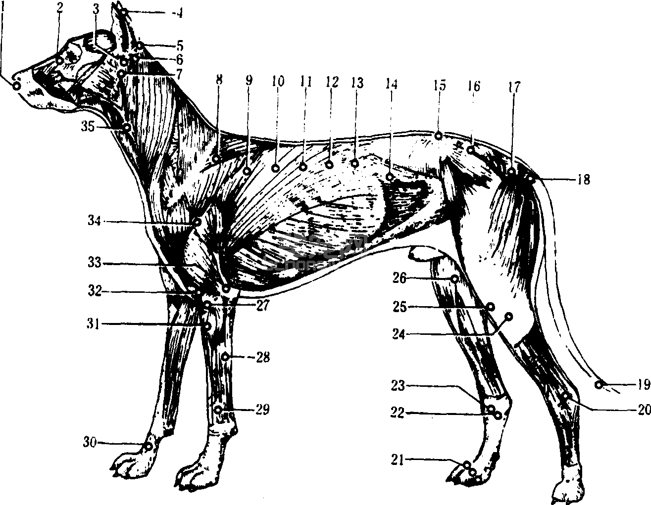 犬腧穴