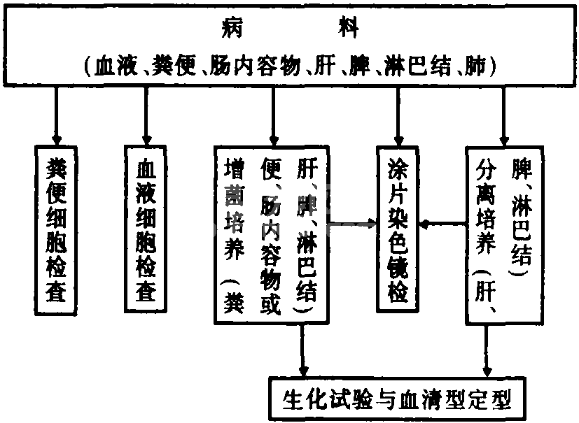 四、副伤寒