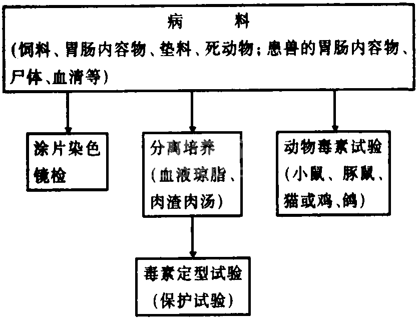 五、肉毒梭菌毒素中毒