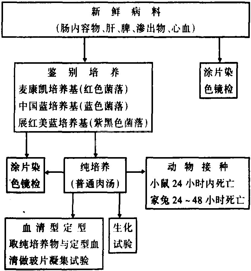 六、大肠杆菌病