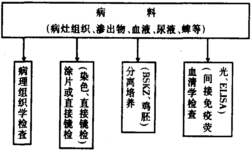 九、莱姆病
