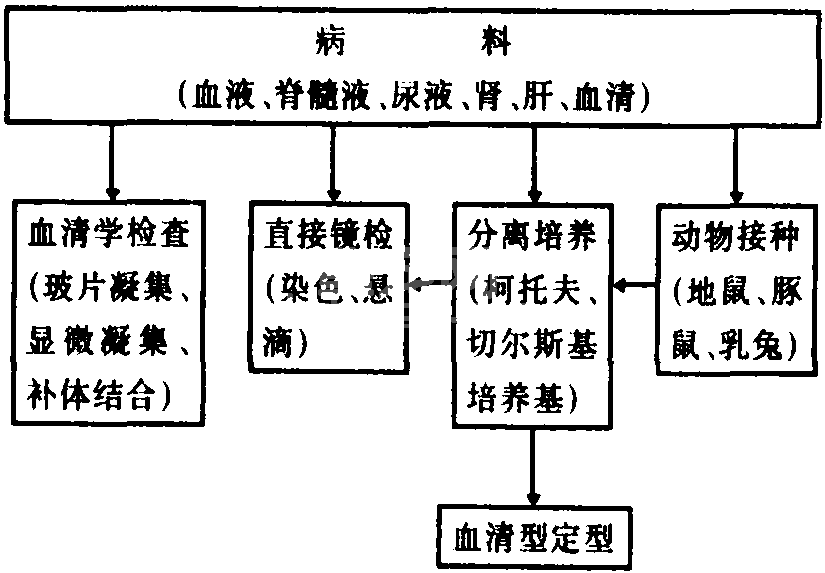 十二、钩端螺旋体病