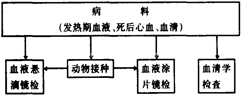 三、附红细胞体病