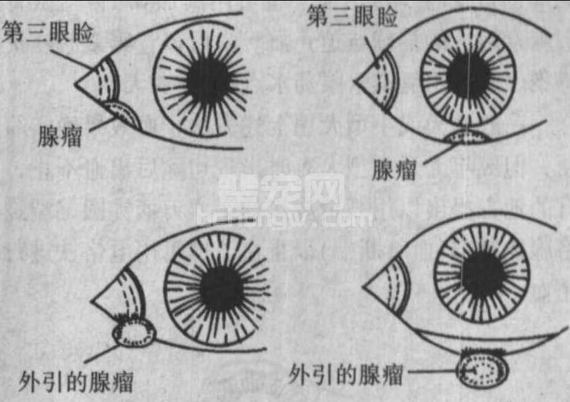 八、第三眼睑腺脱出