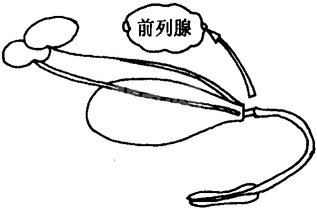 八、表现为努责的疾病