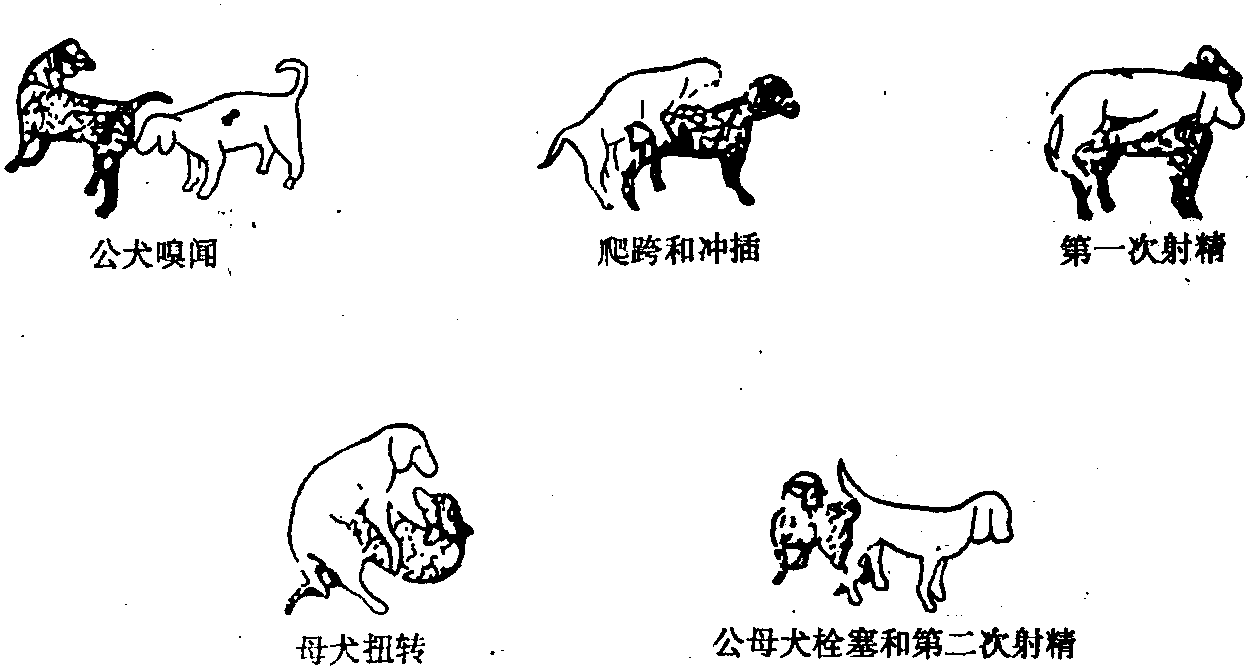 交配