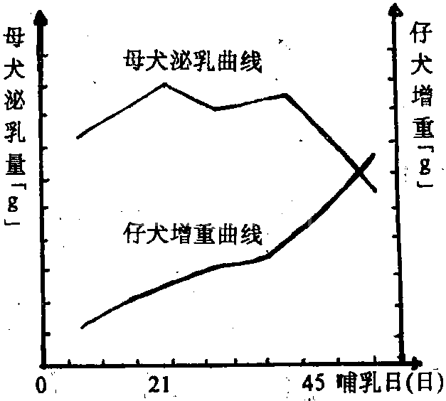 母犬泌乳机制和规律