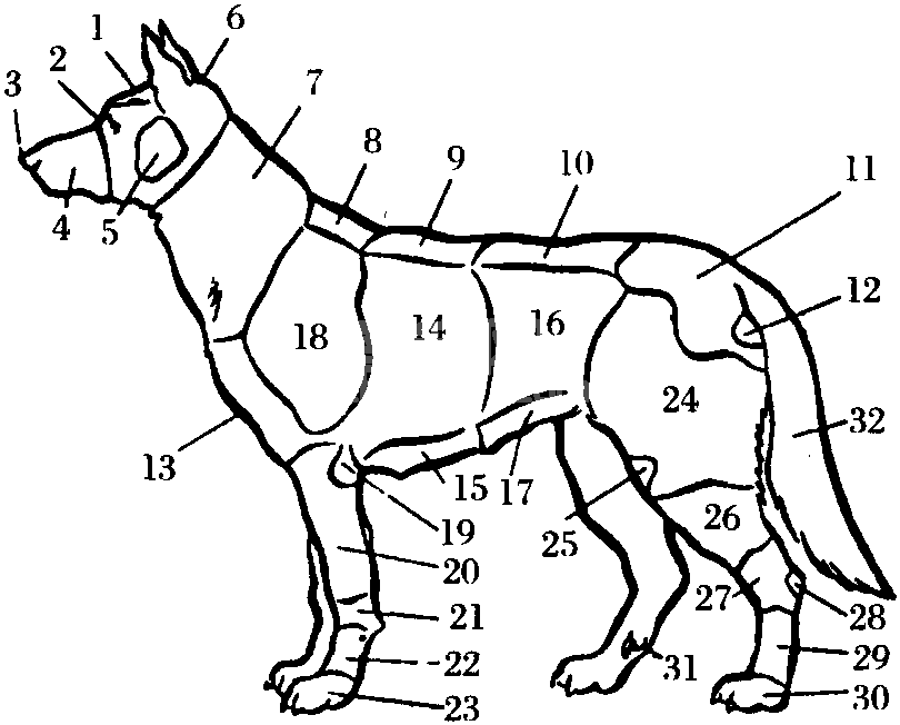 (一)解剖基础知识
