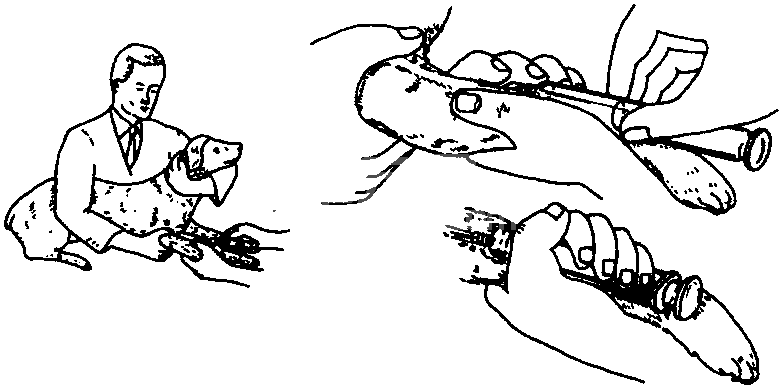 (三) 静脉注射法